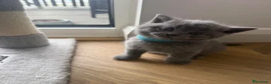 British Shorthair 2