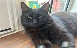 Mixed Breed cats for sale: Diego - Image 1