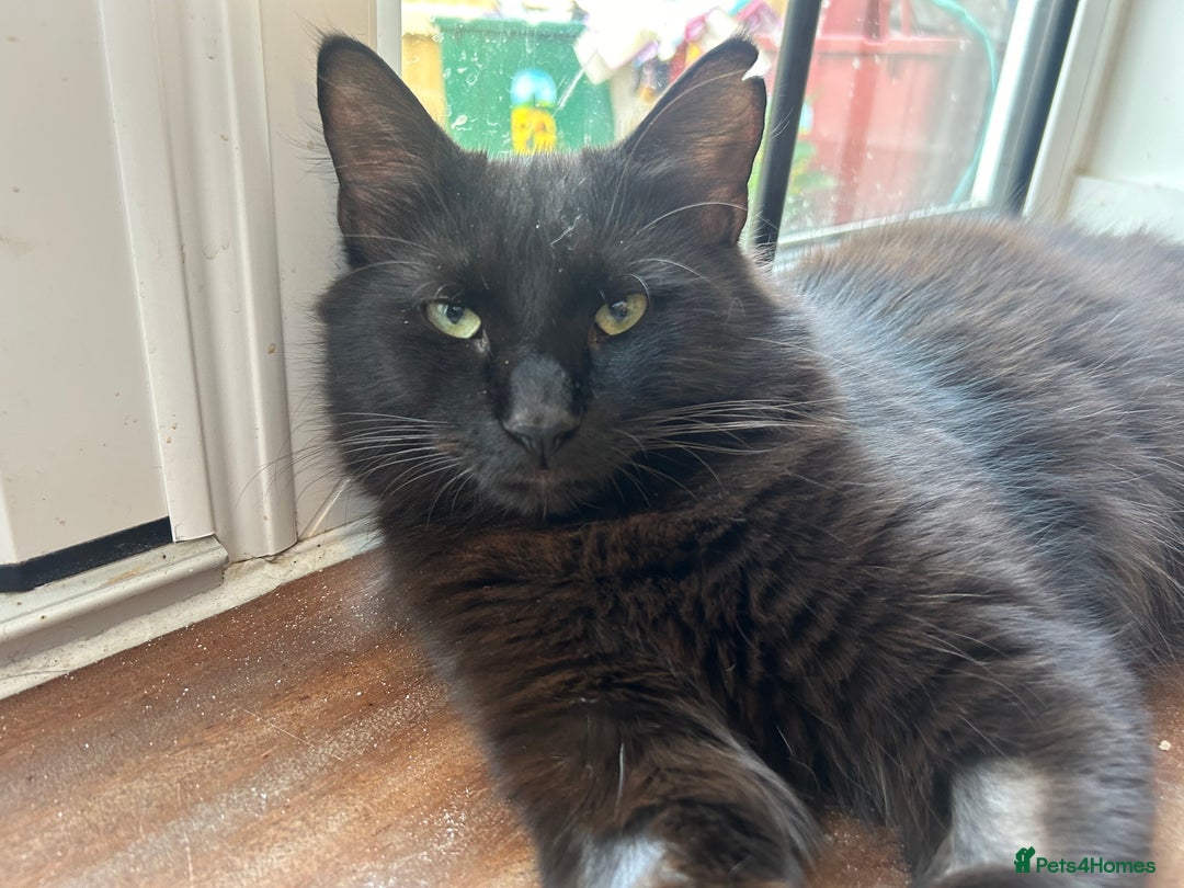 Mixed Breed cats for sale: Diego - Image 1