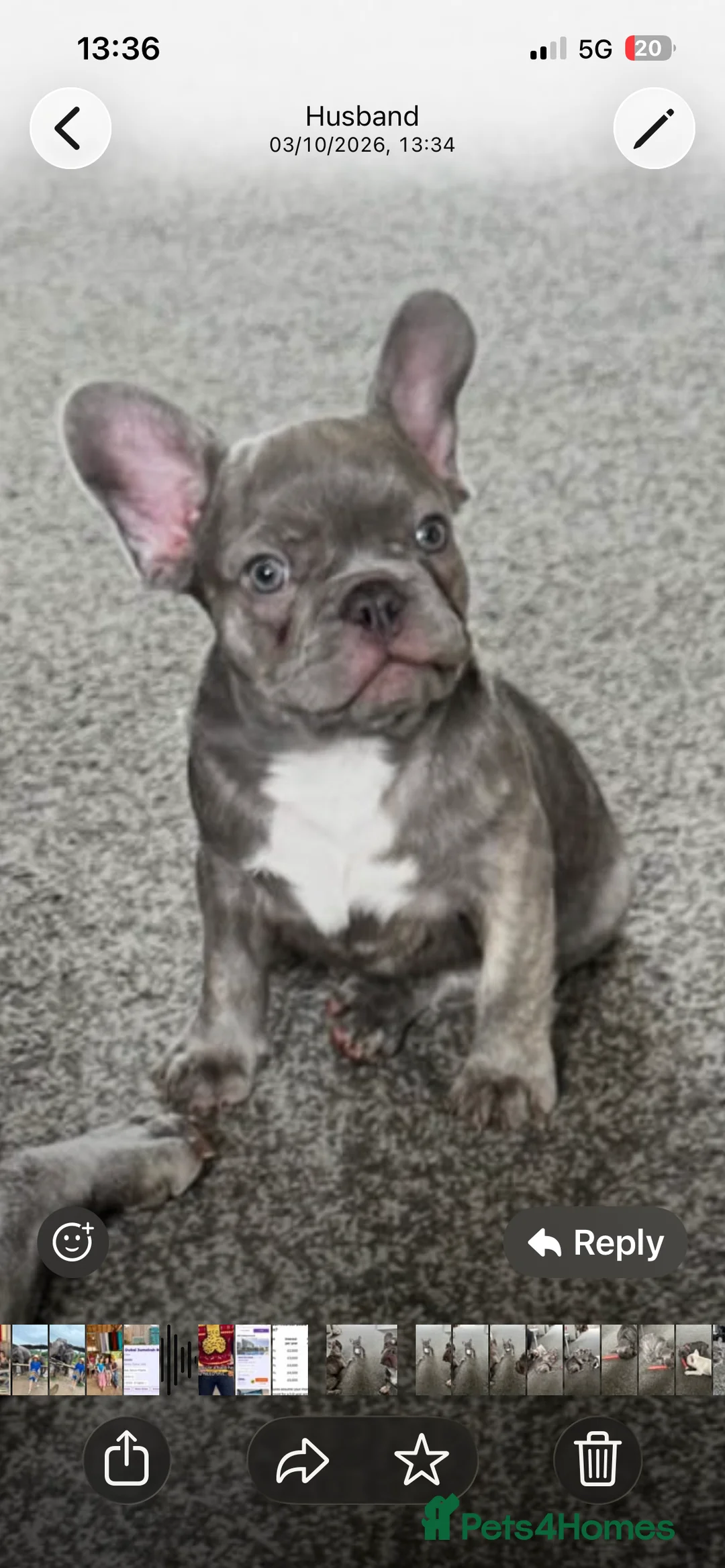 French Bulldog dogs for sale: Gorgeous Blue Female and Cream Male - Advert 2