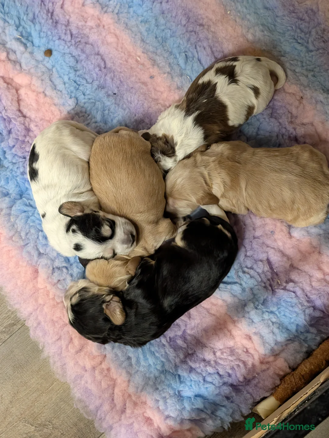 Cockapoo dogs for sale: Beautiful litter of cockerpoo x cocker puppies  - Advert 2