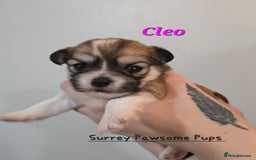 Mixed Breed dogs for sale: F1 Malchi puppys from health tested parents  - Image 10