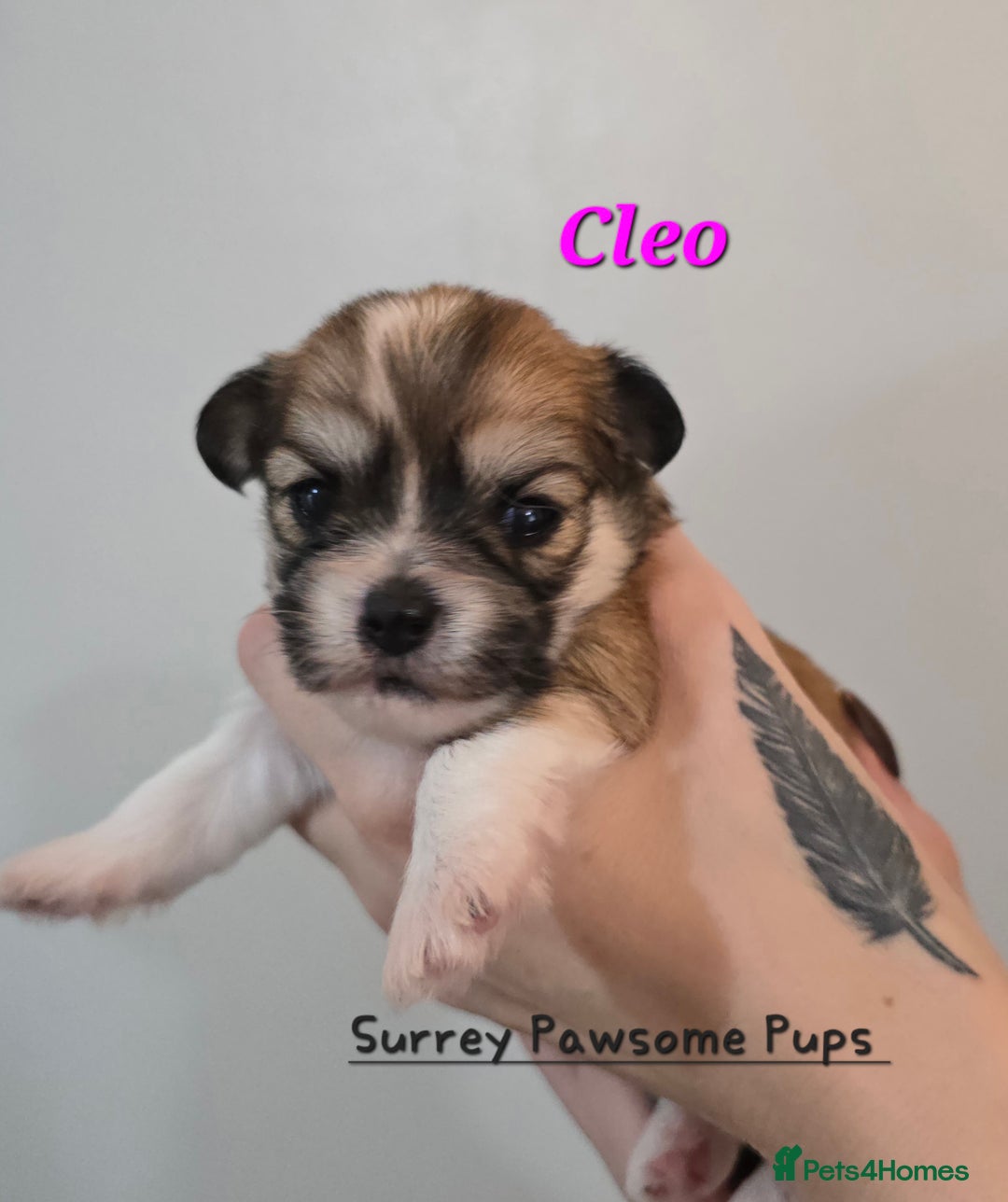 Mixed Breed dogs for sale: F1 Malchi puppys from health tested parents  - Image 10