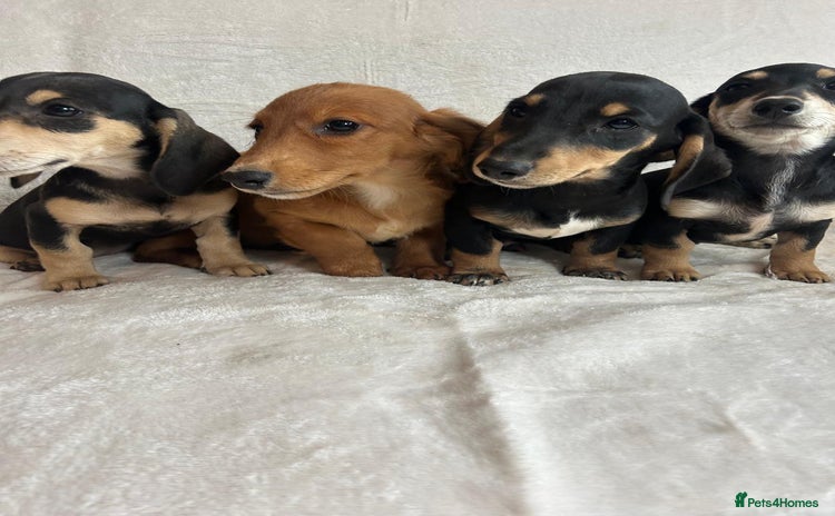 Miniature Dachshund dogs - Advert 1