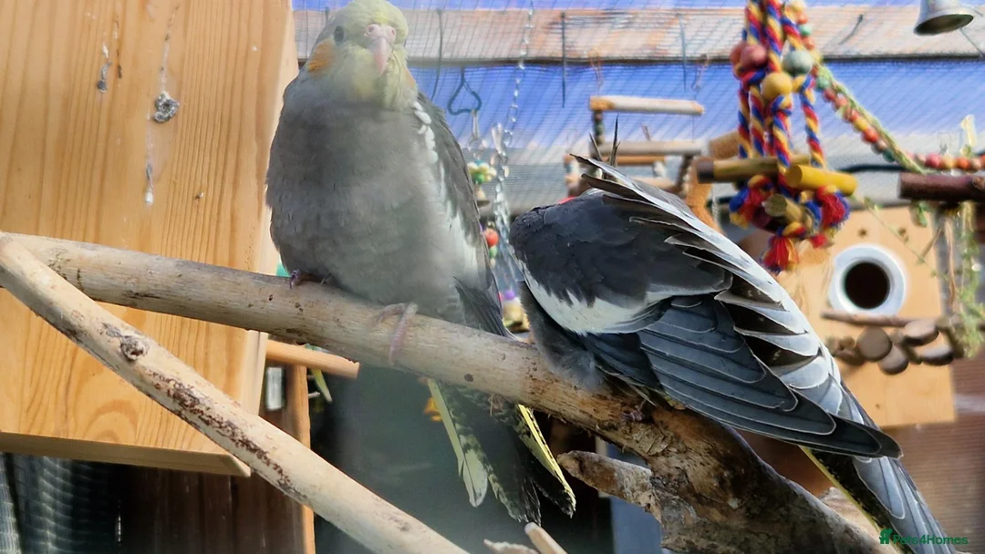 Cockatiels birds for sale: 5 cockatiels 8.5 weeks old  - Advert 24