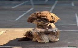 Shih Tzu dogs for stud: BAILEY. Choc dobie carries blue  - Image 5