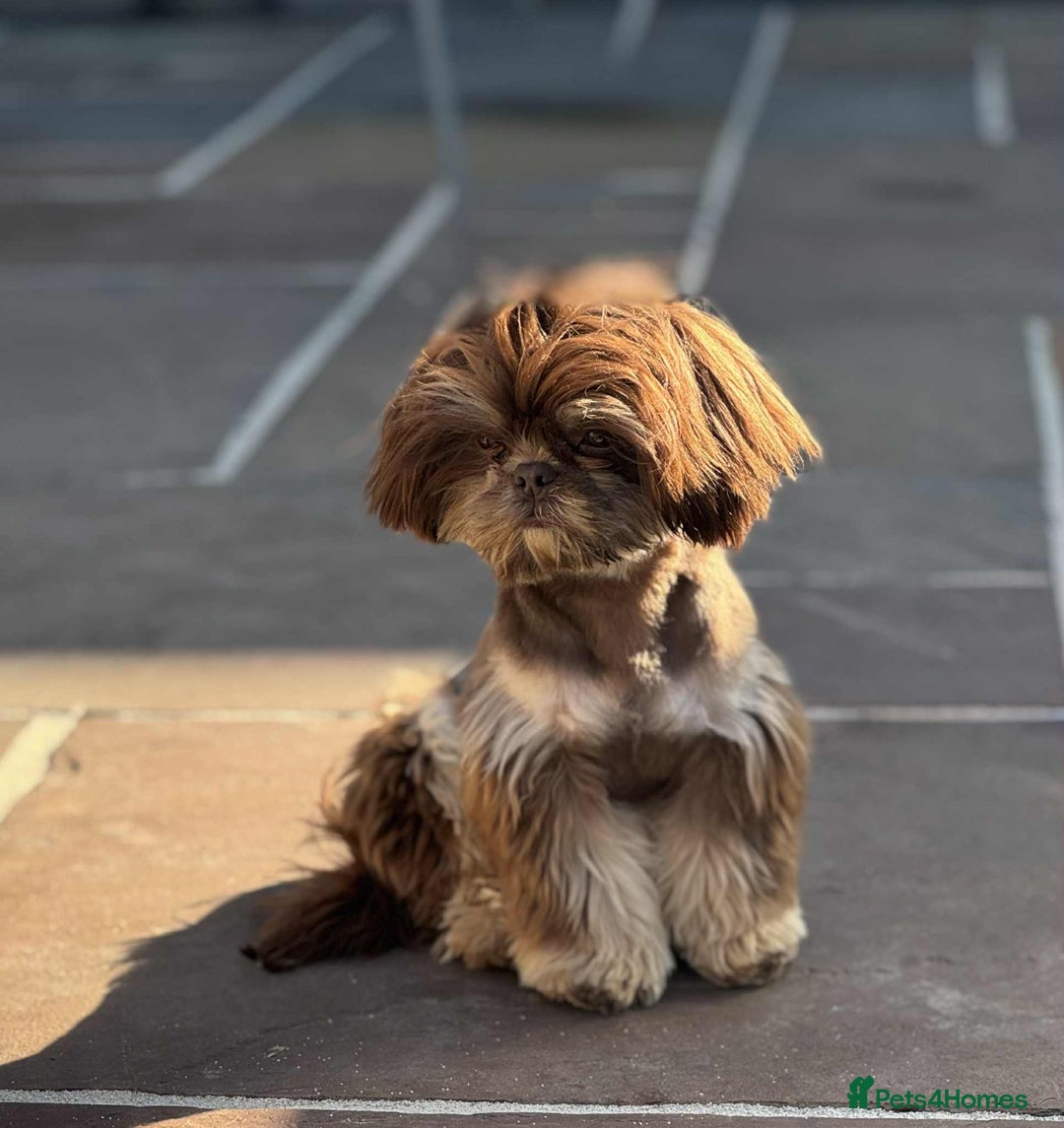 Shih Tzu dogs for stud: BAILEY. Choc dobie carries blue  - Image 5