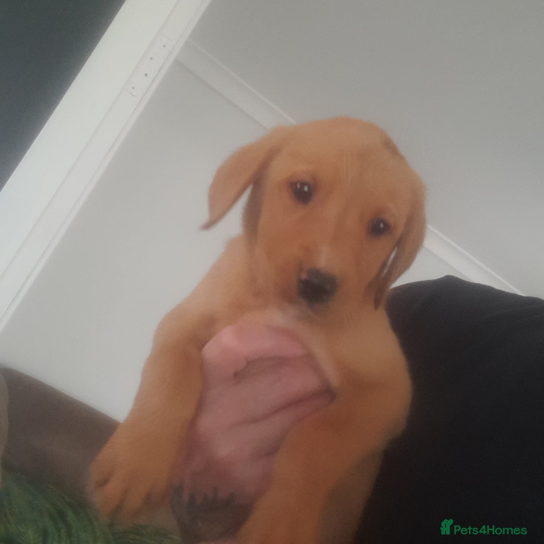 Golden Retriever dogs for sale: Red fox labrador puppy's  - Image 9
