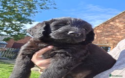 Labradoodle dogs for sale: 7 Miniture labradoodles  - Image 2
