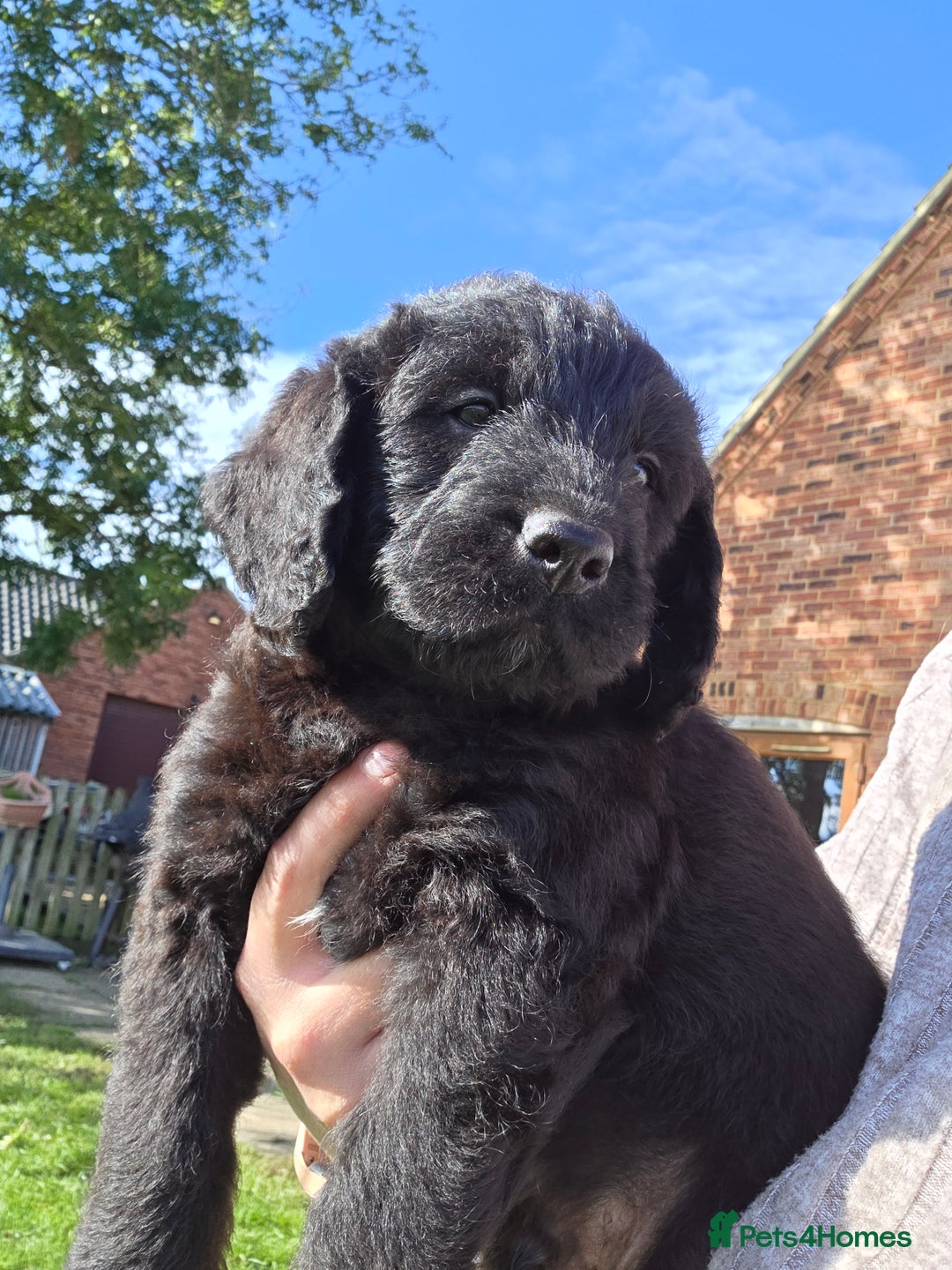 Labradoodle dogs for sale: 7 Miniture labradoodles  - Image 2