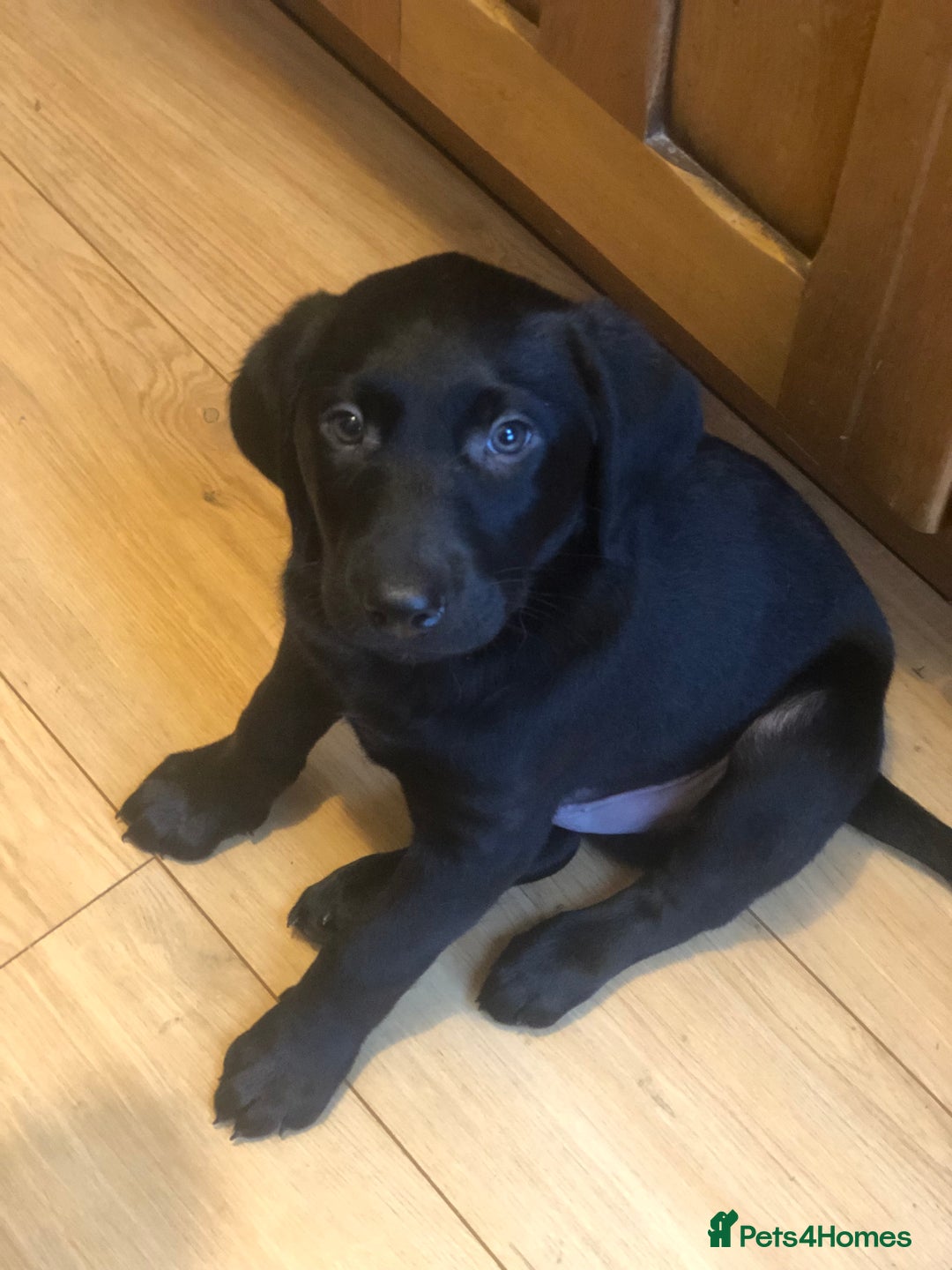Labrador Retriever dogs for sale: Gorgeous standout Bowes-Lyon Lab KC registered  - Advert 9