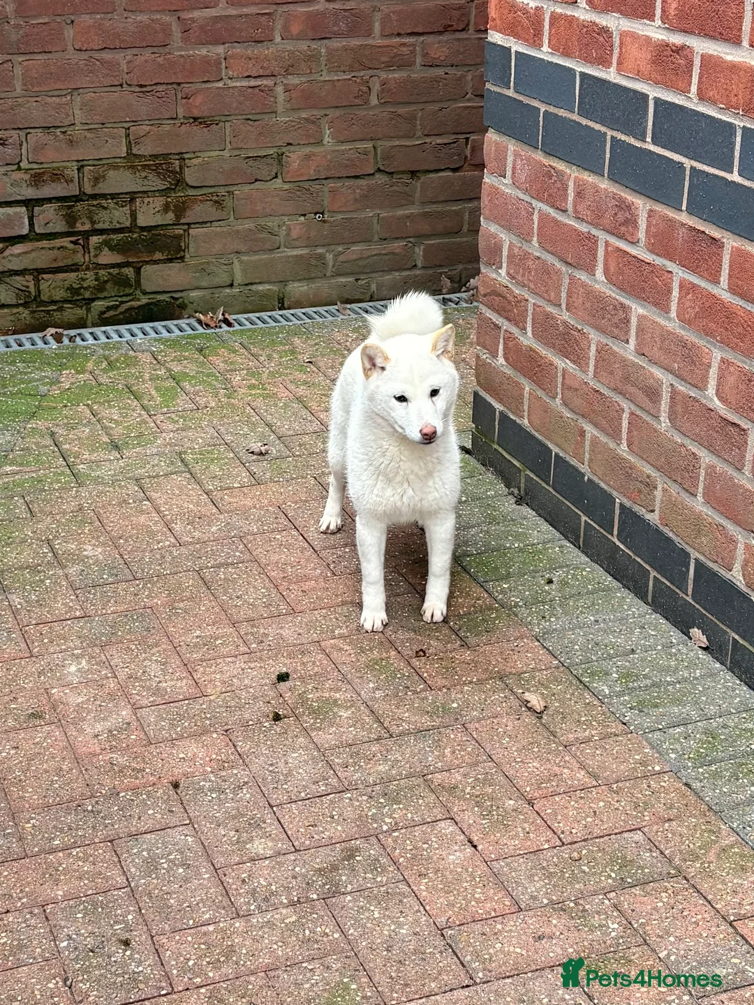 Japanese Shiba Inu dogs for sale: KC Registered Female Shiba - Advert 8