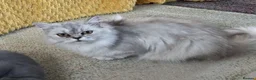 British Longhair cats for sale: One stunning and very friendly kitten - Advert 9