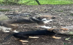 Mixed Breed dogs for adoption: Meet Ruby and Rosie !  - Advert 4