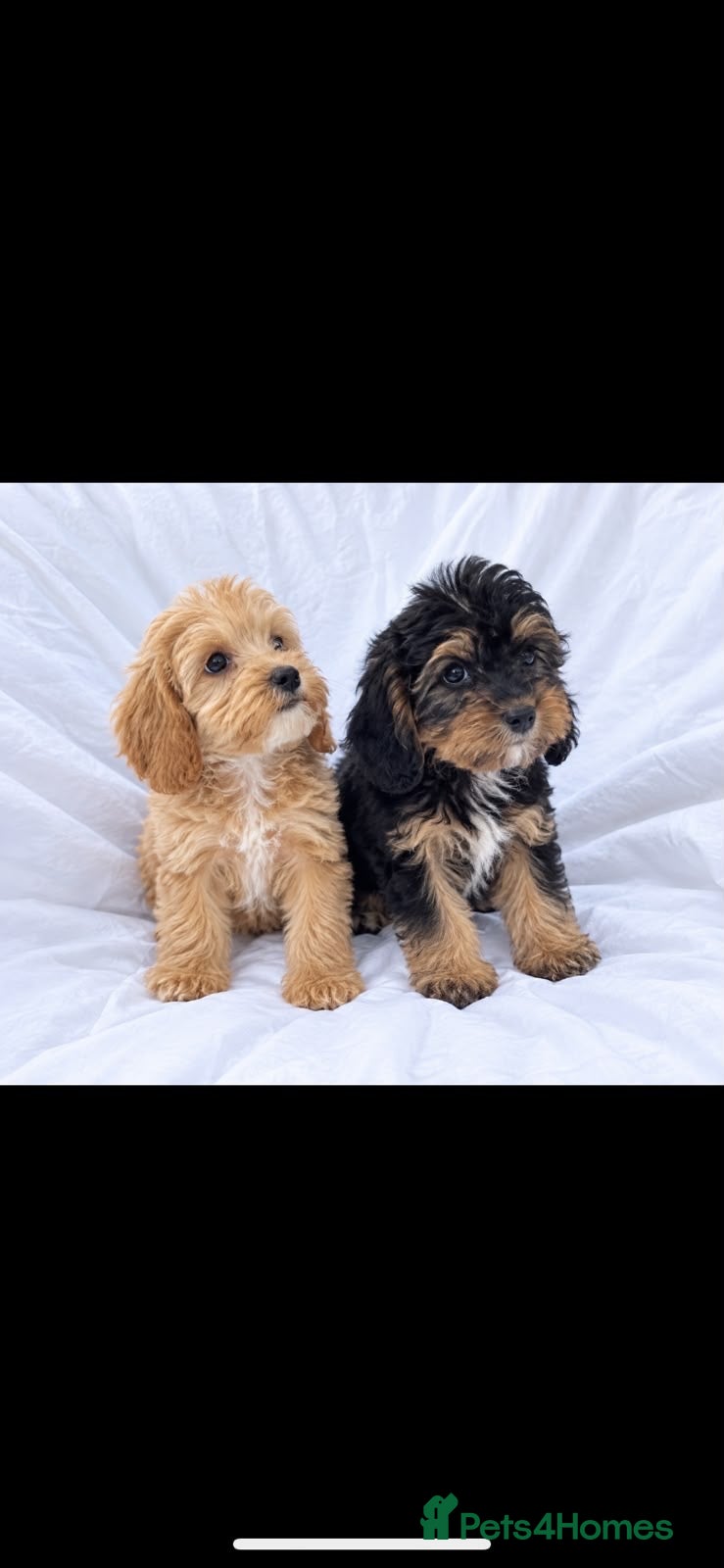 Cockapoo dogs Gorgeous cockapoo puppies - Advert 1