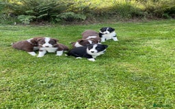 Border Collie dogs for sale: *BORDER COLLIE PUPPIES*⚫️⚪️🟤 - Image 19