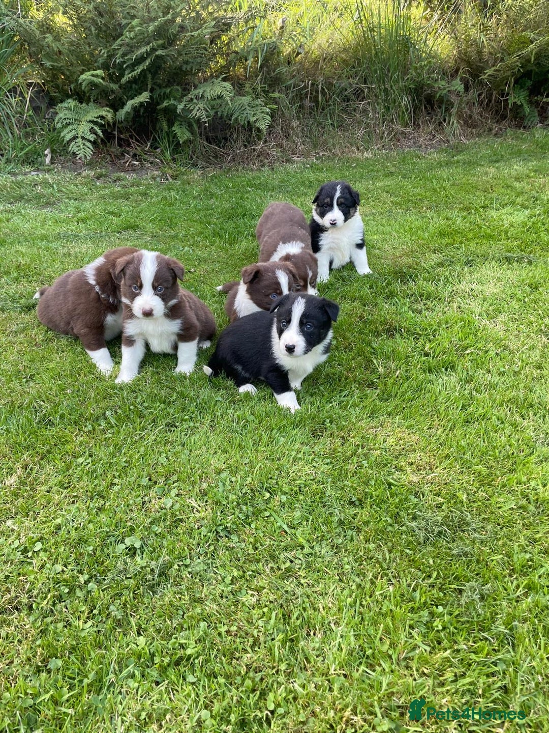 Border Collie dogs for sale: *BORDER COLLIE PUPPIES*⚫️⚪️🟤 - Image 19