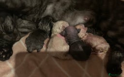 Sphynx cats for sale: Gorgeous Male Mixed Sphynx Kitten  - Image 6