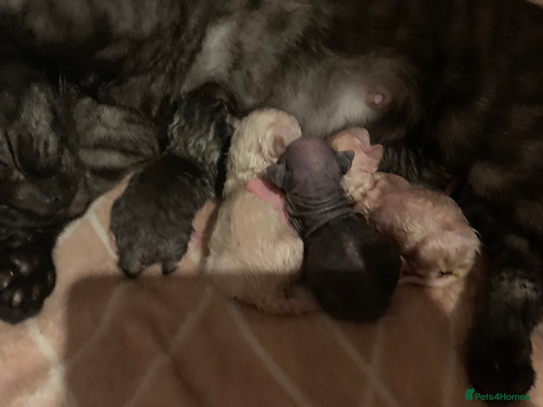 Sphynx cats for sale: Gorgeous Male Mixed Sphynx Kitten  - Image 6