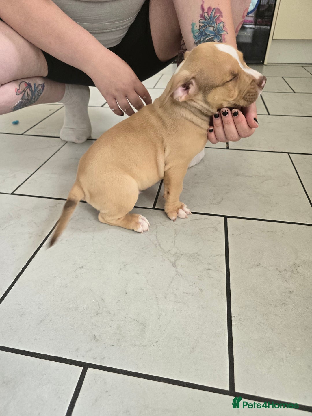 American Bully dogs for sale: Super chunky pocket bullies Ready to leave! - Image 12
