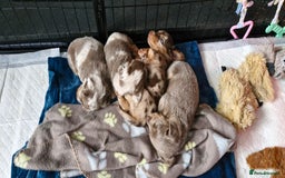 Miniature Dachshund dogs for sale: Longhaired miniature dachshunds  - Image 1