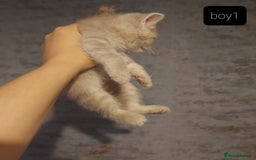 British Shorthair cats for sale: British shorthair kittens and scotish fold  - Image 17