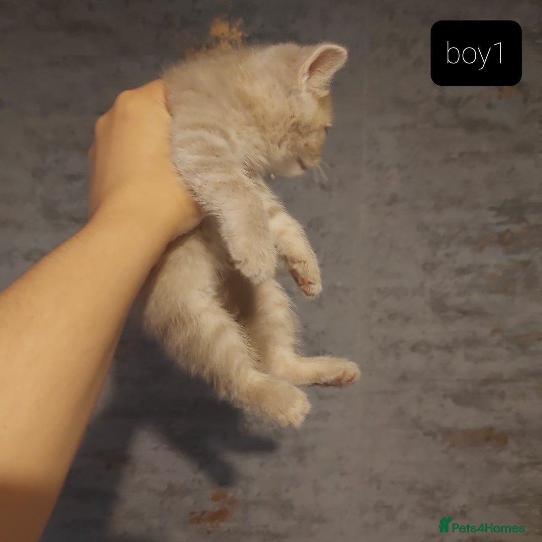 British Shorthair cats for sale: British shorthair kittens and scotish fold  - Image 17