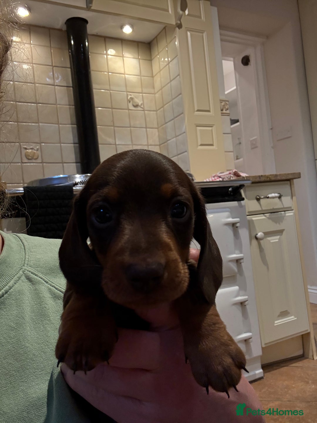 Miniature Dachshund dogs for sale: 🐾MINIATURE SMOOTH HAIRED DACHSHUND PUPPIES🐾 - Advert 9