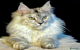 Maine Coon cats for sale: Exceptional Mainecoon cubs TICA Champ bloodlines - Advert 1
