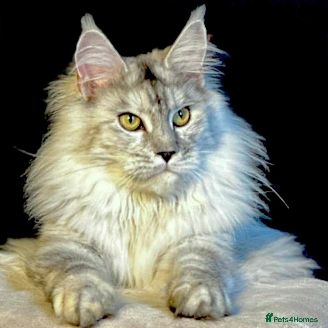 Maine Coon cats for sale: Exceptional Mainecoon cubs TICA Champ bloodlines - Advert 1