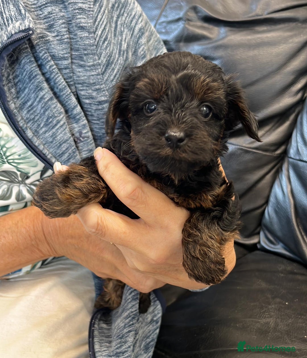 Yorkiepoo dogs for sale: YORKIPOO Yorkshire terrier and toy poodle mix - Image 2