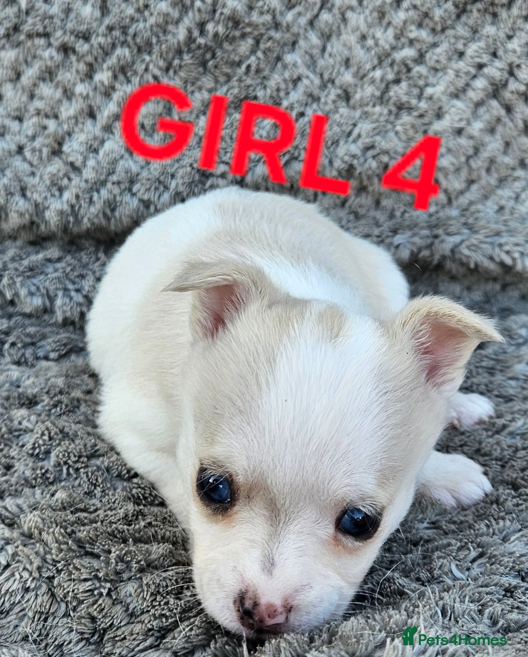 Pomchi dogs for sale: Beautiful merle pomchi puppies  - Image 15