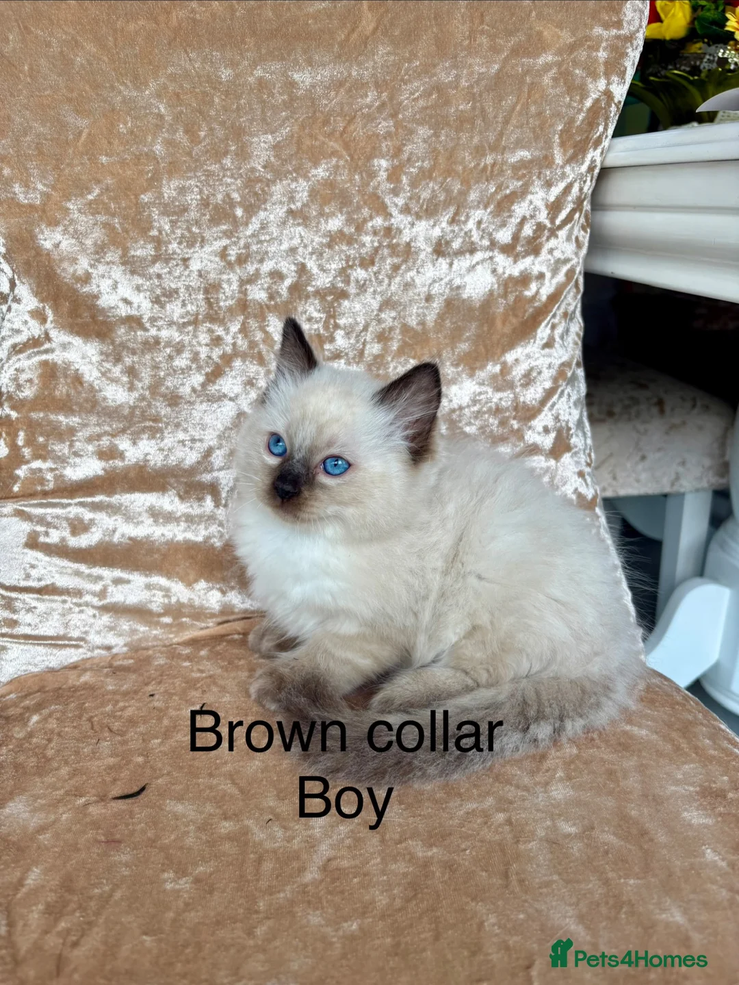Ragdoll cats for sale: Beautiful ragdoll kittens  - Advert 14