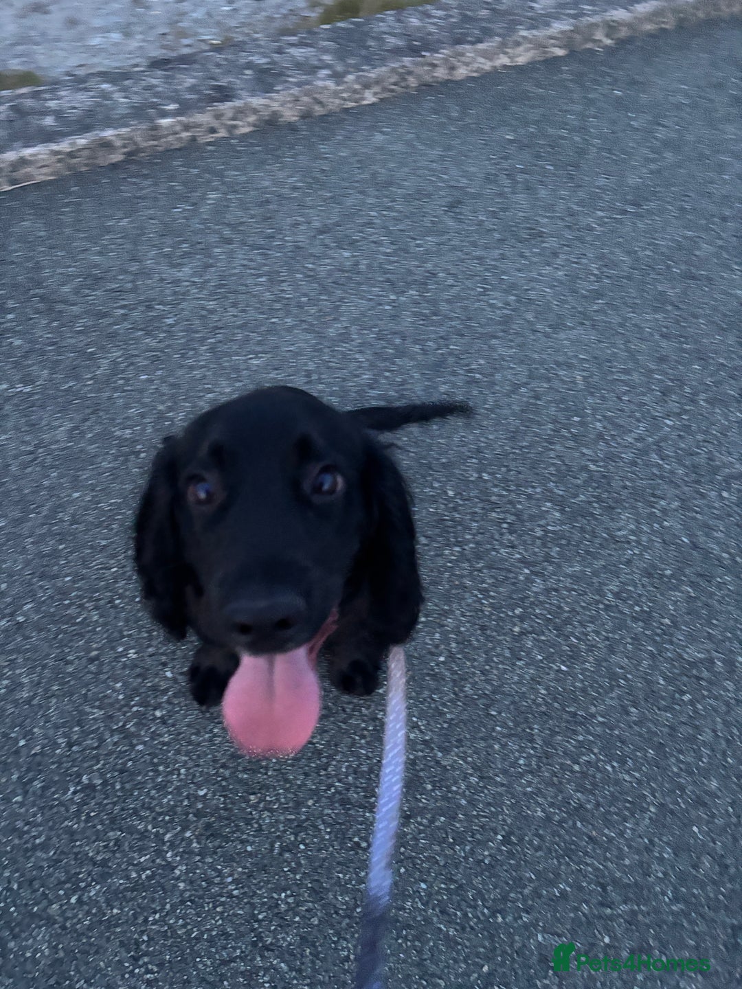 Cocker Spaniel dogs for sale: Male cocker spaniel - Advert 1