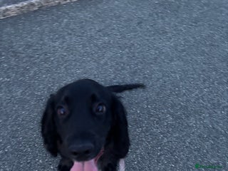 Cocker Spaniel dogs Male cocker spaniel - Advert 1