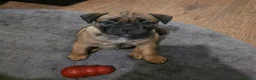 Mixed Breed dogs for sale:  **  hybrid Stug puppies in Preston - Advert 4