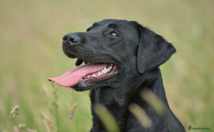 Labrador Retriever dogs - Advert 9