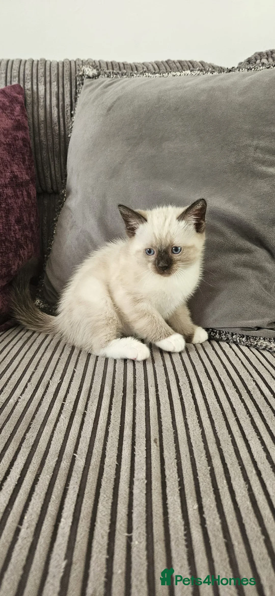 Ragdoll cats for sale: Beautiful Ragdoll kittens looking for new homes - Advert 10