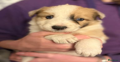 Border Collie dogs - Advert 12