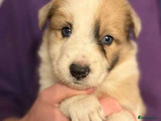 Border Collie dogs - Advert 1