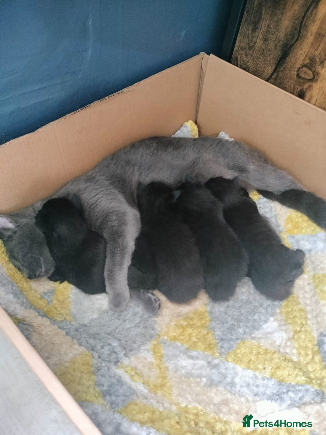 Mixed Breed cats for sale: 5 fluffy black kittens with hints of grey - Image 13