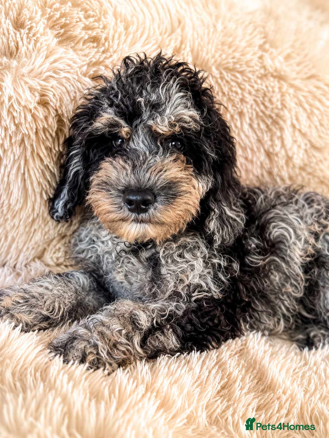 Cavapoo dogs Premium Quality Teddy Toy Cavapoos F1B - Advert 2