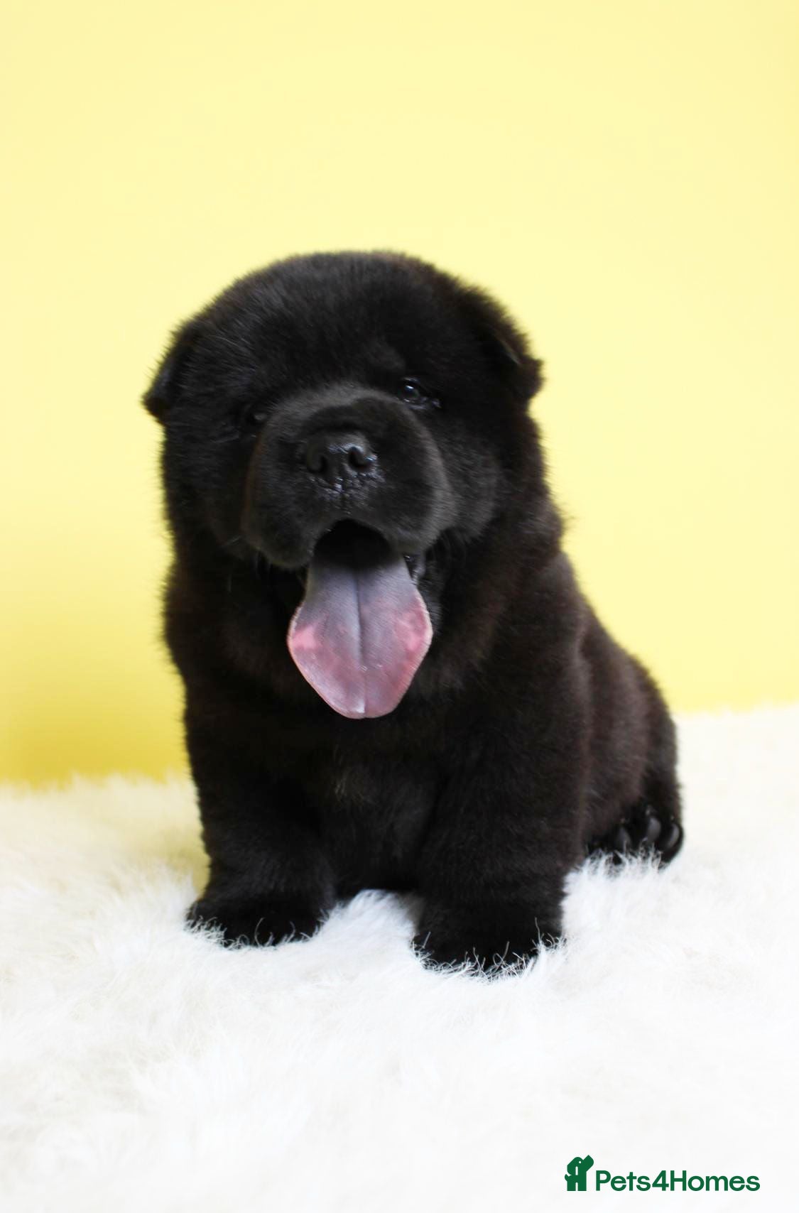 Chow Chow dogs Stunning chow chow pups  - Advert 1