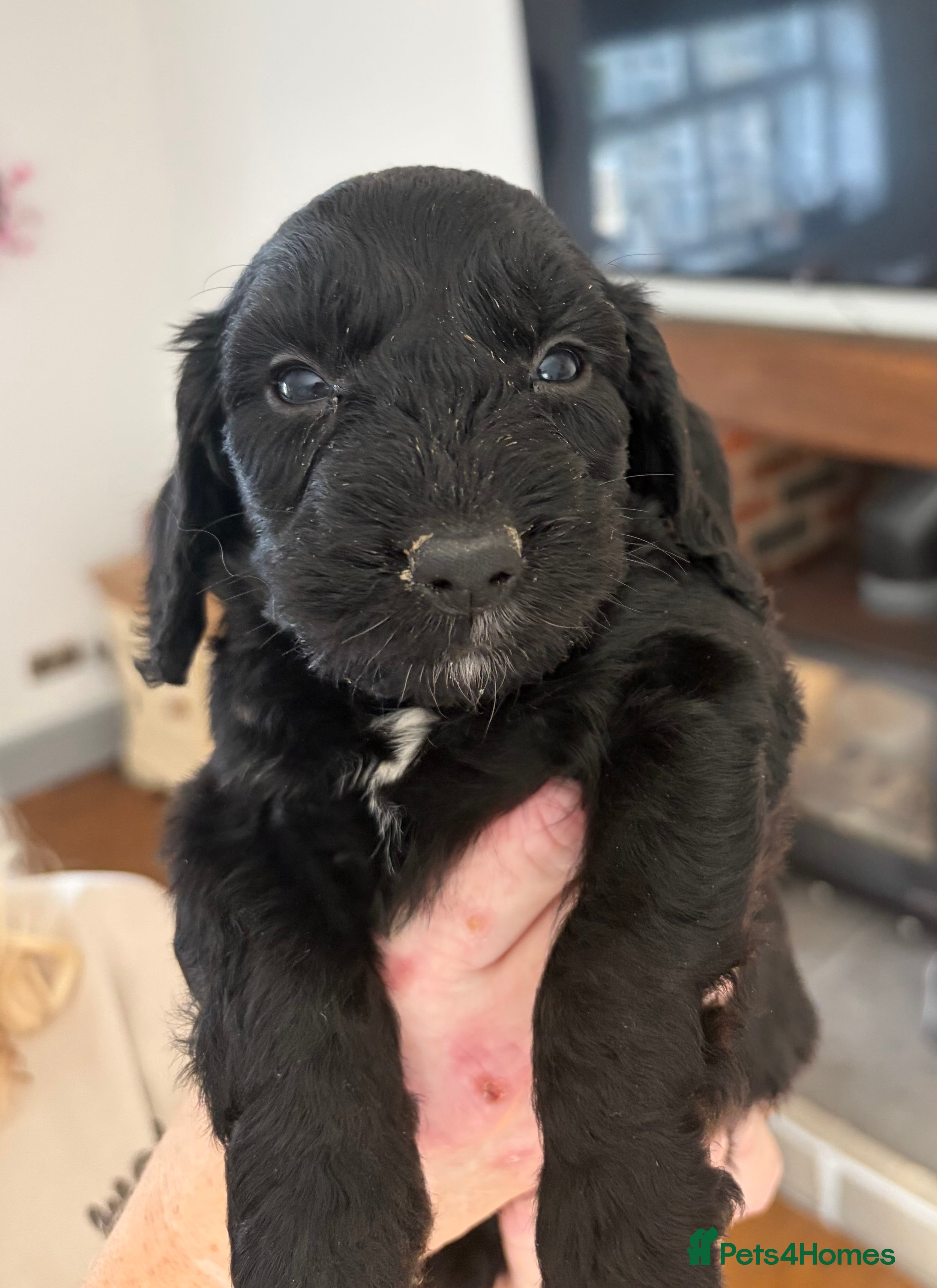 Cockapoo dogs 7 beautiful F1 Cockapoo puppies, brown and black.  - Advert 2