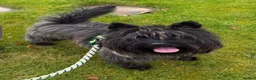 Cairn Terrier dogs for sale: Beautiful cairn terrier puppies  - Advert 2
