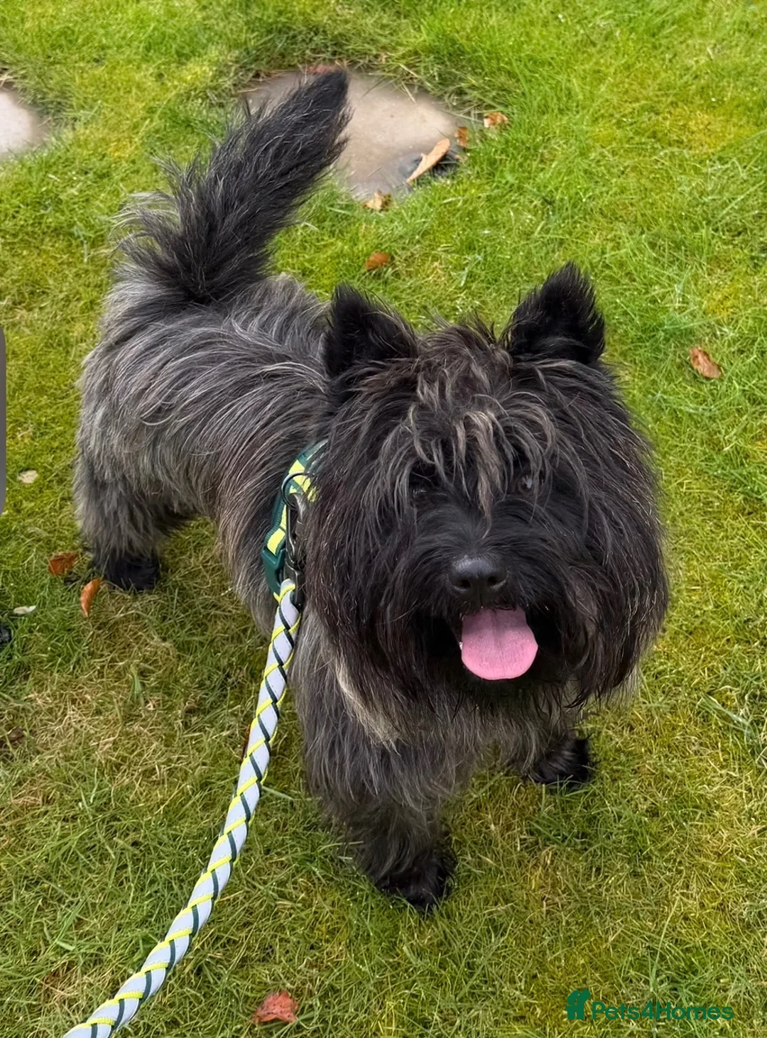 Cairn Terrier dogs for sale: Beautiful cairn terrier puppies  - Advert 2