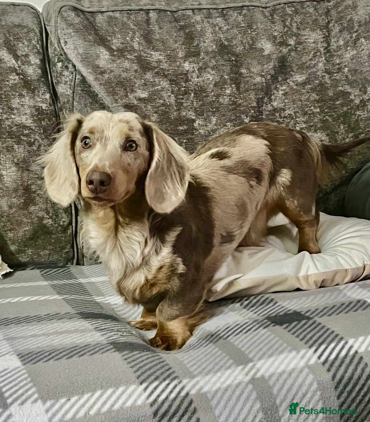 Miniature Dachshund dogs 1 year old L hair mini Isabella dapple Dachshund - Advert 14