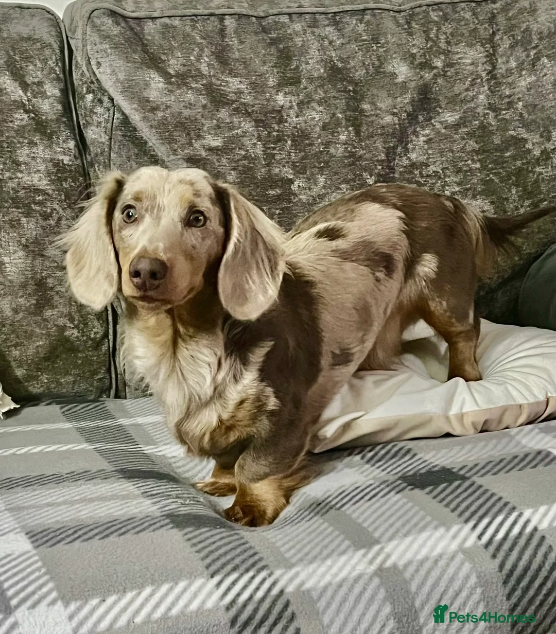 Miniature Dachshund dogs for sale: 1 year old L hair mini Isabella dapple Dachshund - Advert 13