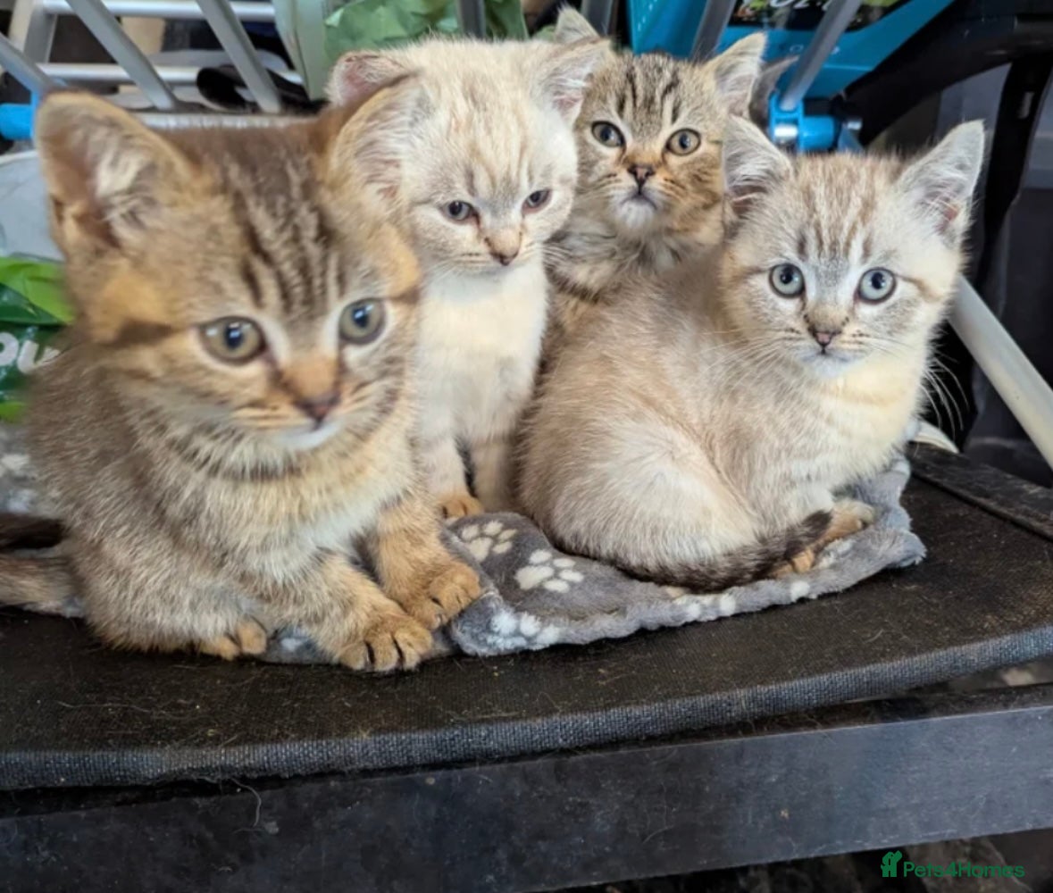 British Shorthair cats for sale: Female British shorthair kitten  - Advert 8