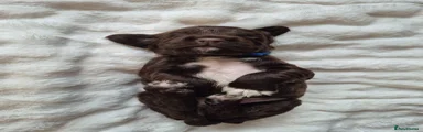 Sprocker 5